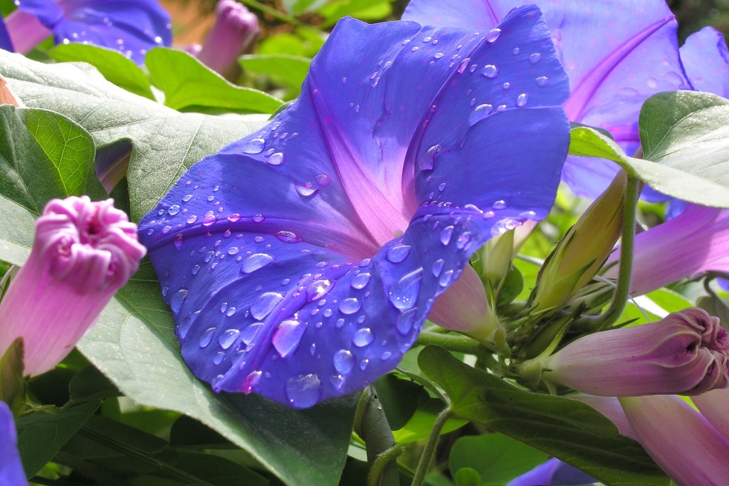 Morning Glory Flower jigsaw puzzle in Macro puzzles on TheJigsawPuzzles.com