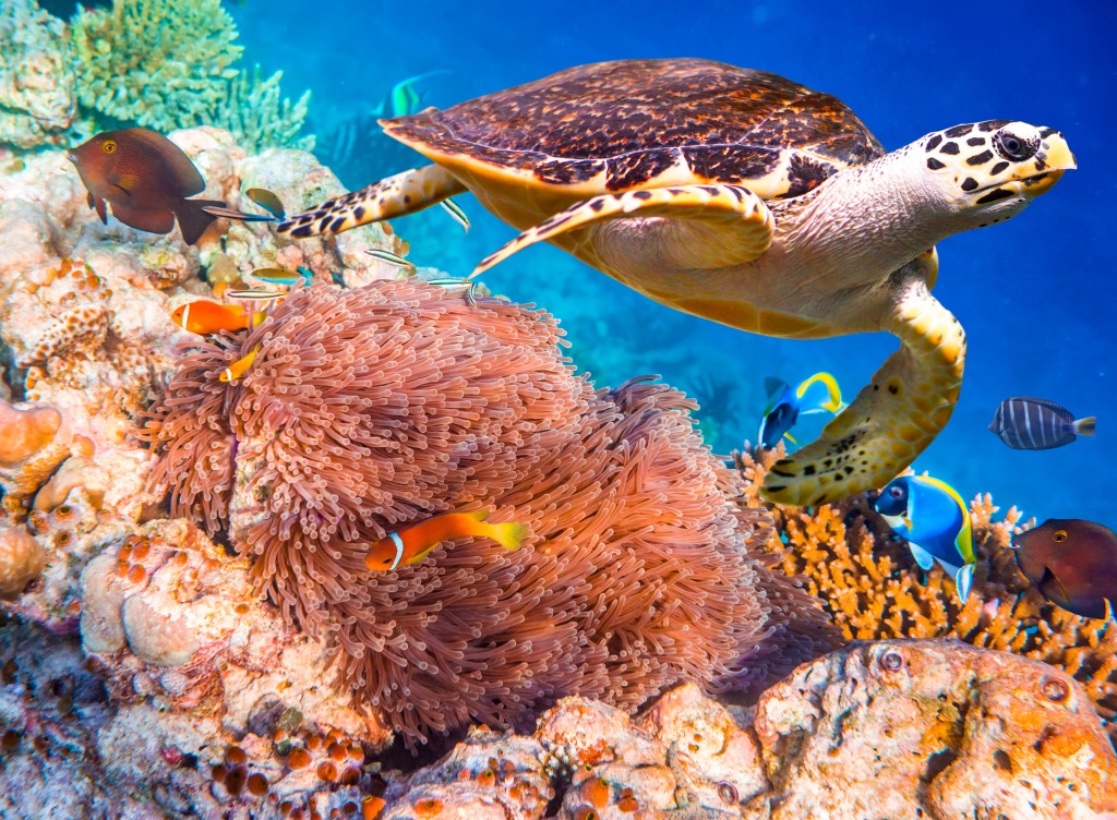 Hawksbill Turtle over Coral Reef jigsaw puzzle in Under the Sea puzzles on TheJigsawPuzzles.com