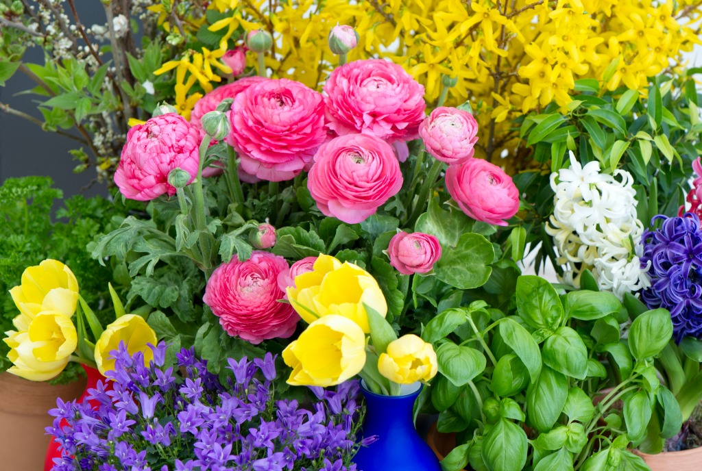 Ranunculus, Campanula, Forsythia, Tulip jigsaw puzzle in Flowers puzzles on TheJigsawPuzzles.com