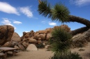 Joshua Tree NP