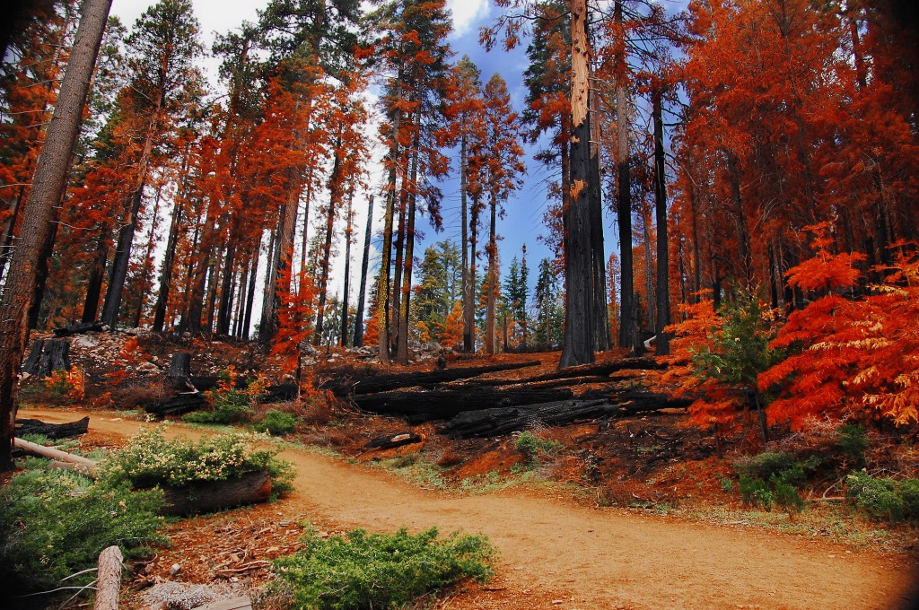 Color Forest jigsaw puzzle in Great Sightings puzzles on TheJigsawPuzzles.com