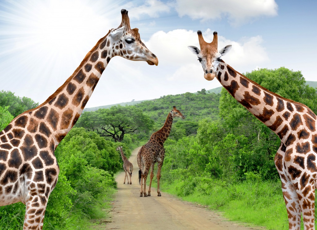 Giraffes in Kruger Park, South Africa jigsaw puzzle in Animals puzzles on TheJigsawPuzzles.com
