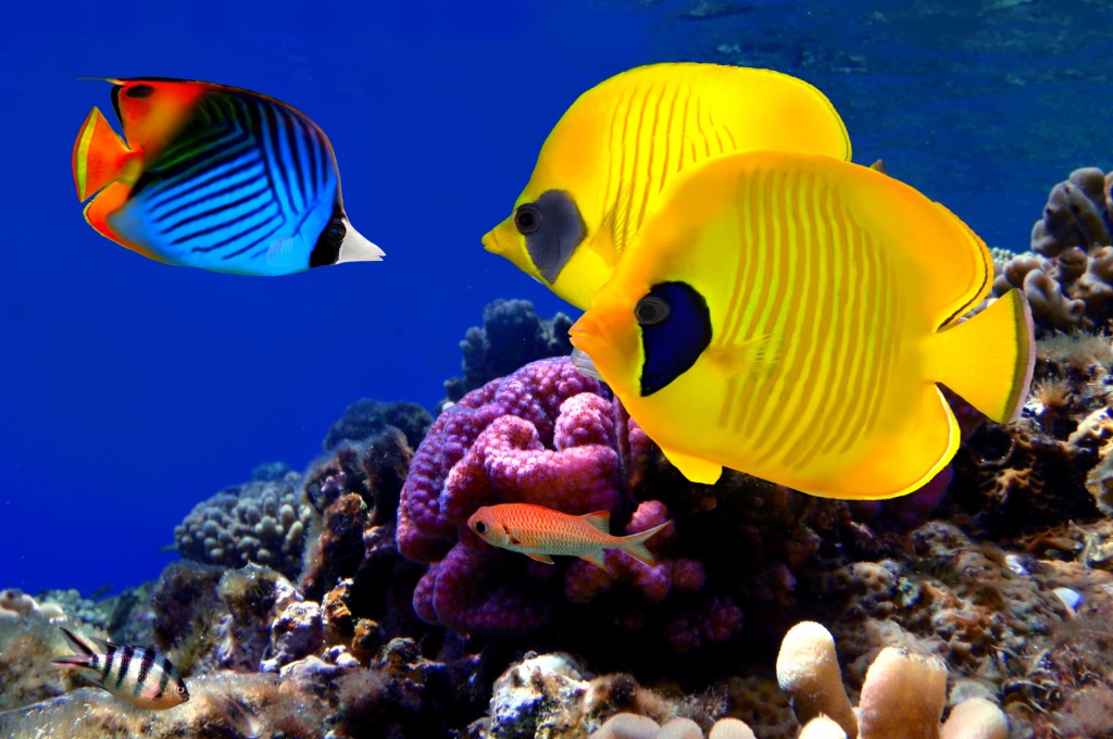 Masked Butterflyfish jigsaw puzzle in Under the Sea puzzles on TheJigsawPuzzles.com