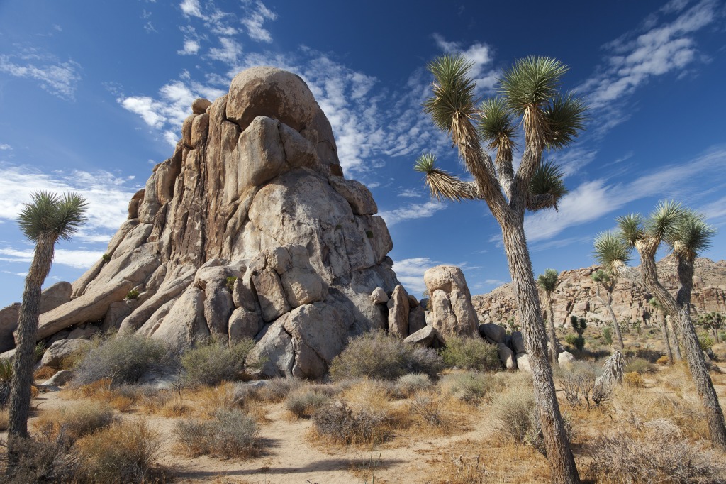 Joshua Trees In Mojave Desert, California jigsaw puzzle in Puzzle of the Day puzzles on TheJigsawPuzzles.com