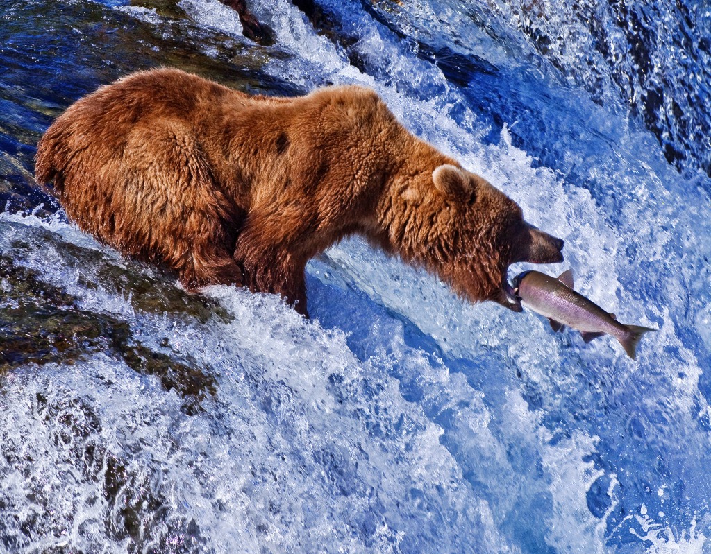 Grizzly Bear at Katmai NP, Alaska jigsaw puzzle in Animals puzzles on TheJigsawPuzzles.com