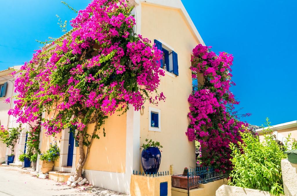 Greek House with Flowers jigsaw puzzle in Flowers puzzles on TheJigsawPuzzles.com
