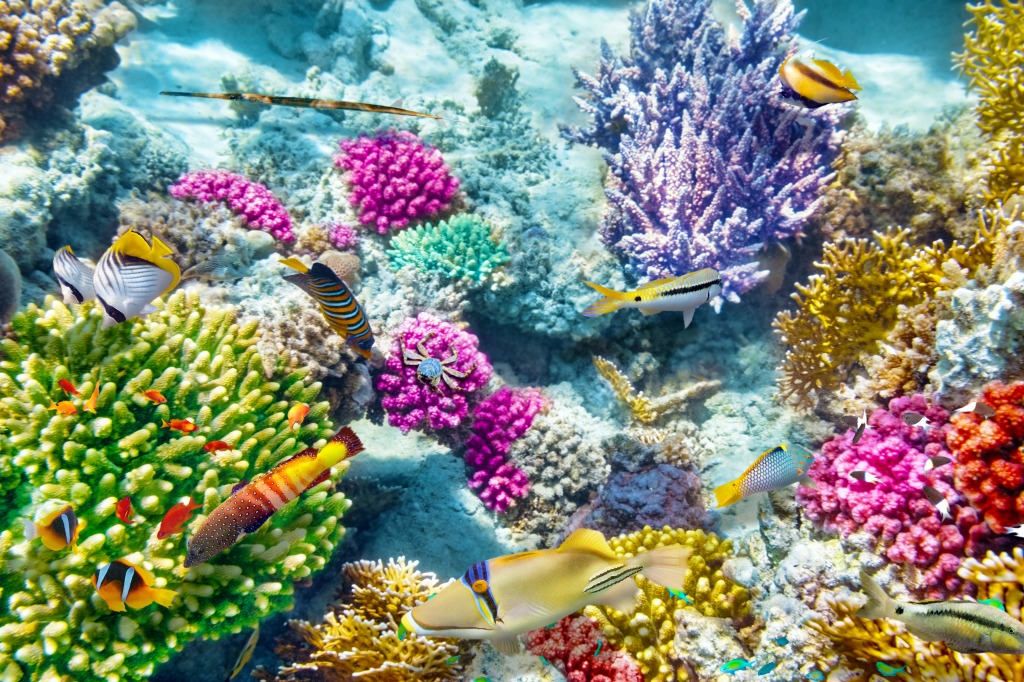 Corals and Tropical Fish jigsaw puzzle in Under the Sea puzzles on TheJigsawPuzzles.com