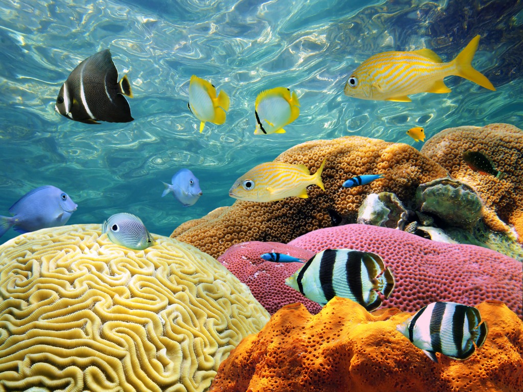 Colorful Corals and Tropical Fish jigsaw puzzle in Under the Sea puzzles on TheJigsawPuzzles.com