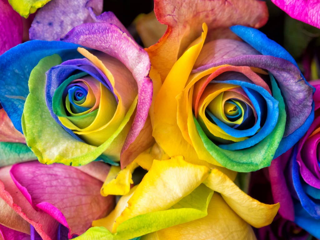 Rainbow Rose jigsaw puzzle in Macro puzzles on TheJigsawPuzzles.com