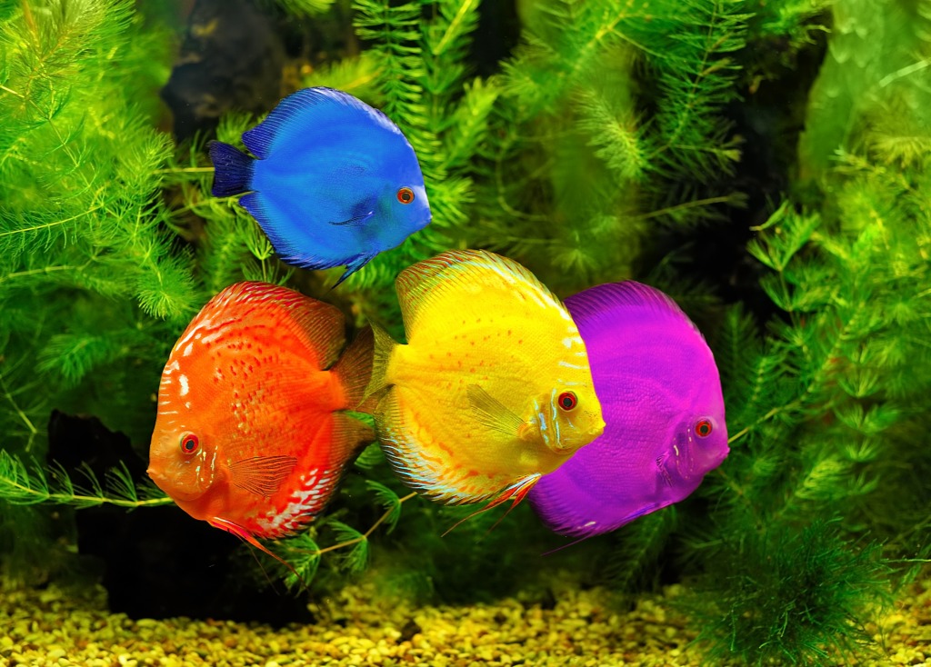 Colorful Fish jigsaw puzzle in Under the Sea puzzles on TheJigsawPuzzles.com
