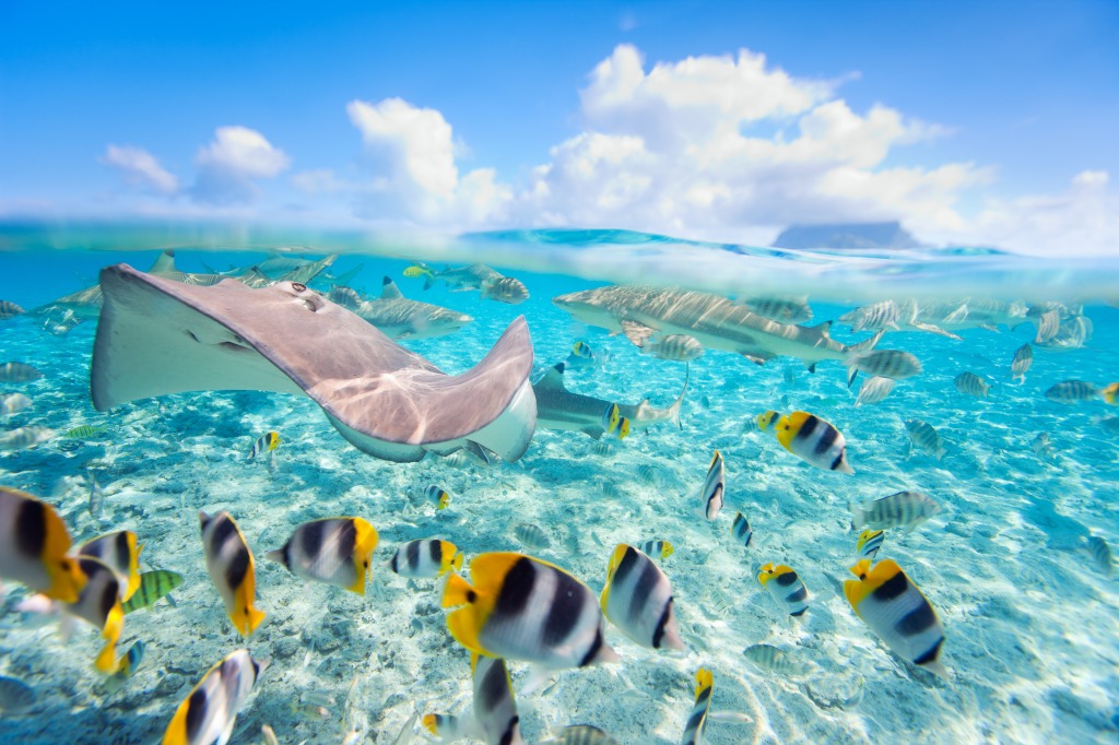 Bora Bora Lagoon jigsaw puzzle in Under the Sea puzzles on TheJigsawPuzzles.com