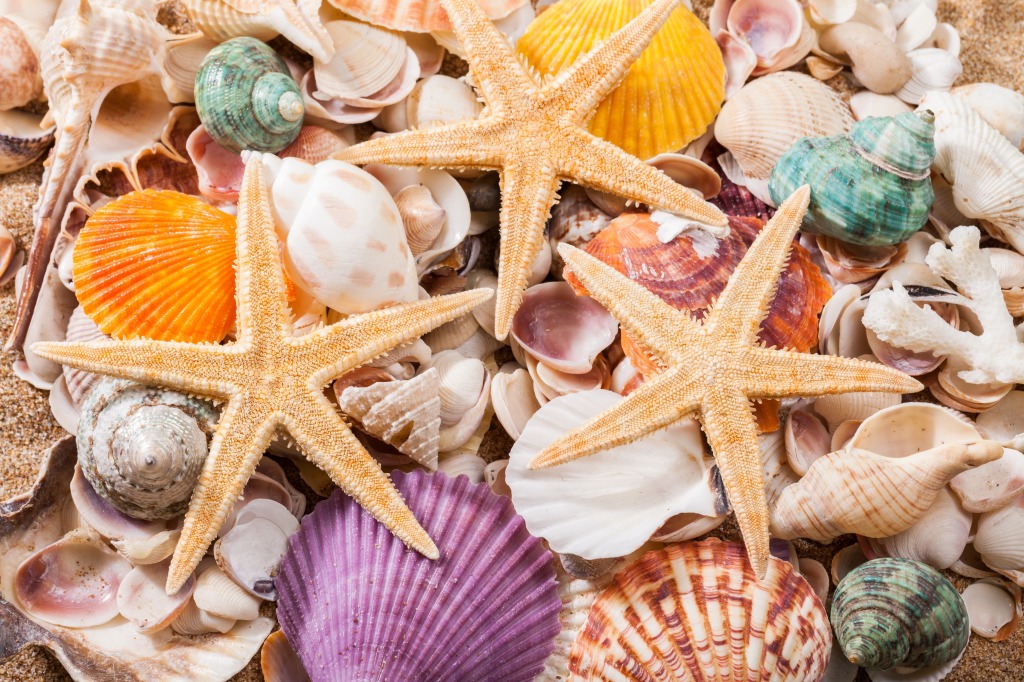 Seashells and Starfish jigsaw puzzle in Under the Sea puzzles on TheJigsawPuzzles.com