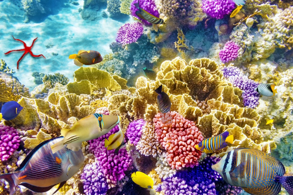 Wonderful Underwater World jigsaw puzzle in Under the Sea puzzles on TheJigsawPuzzles.com