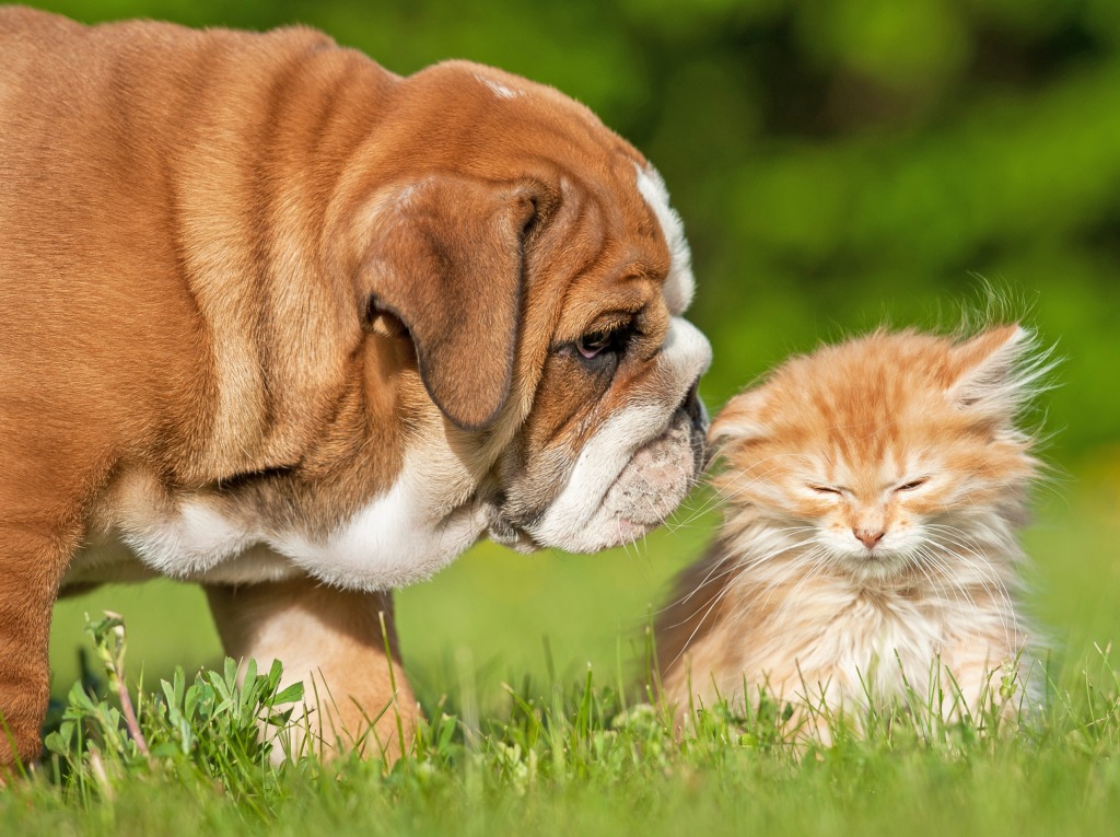 English Bulldog and a Little Kitten jigsaw puzzle in Animals puzzles on TheJigsawPuzzles.com