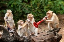 Monkeys in Thailand