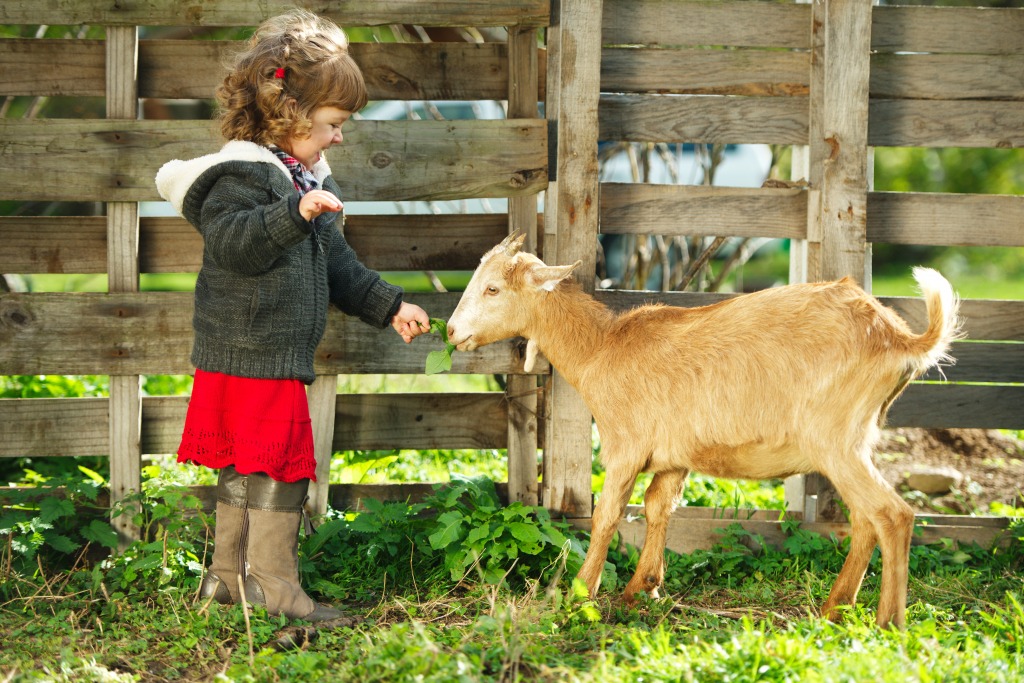 Little Girl Feeding a Goat jigsaw puzzle in Animals puzzles on TheJigsawPuzzles.com