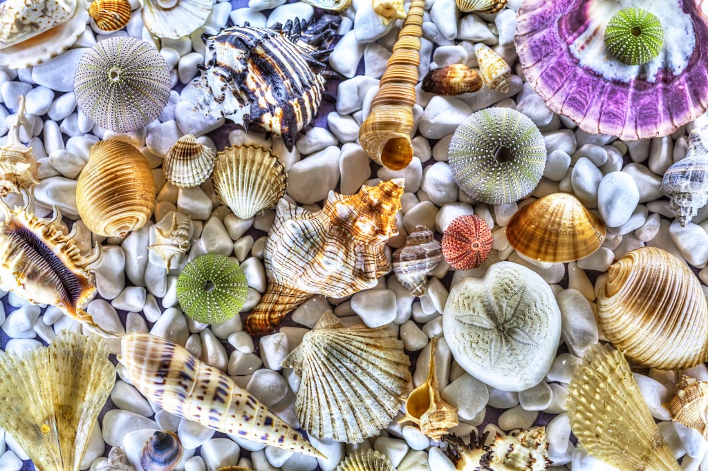 Seashells jigsaw puzzle in Puzzle of the Day puzzles on TheJigsawPuzzles.com