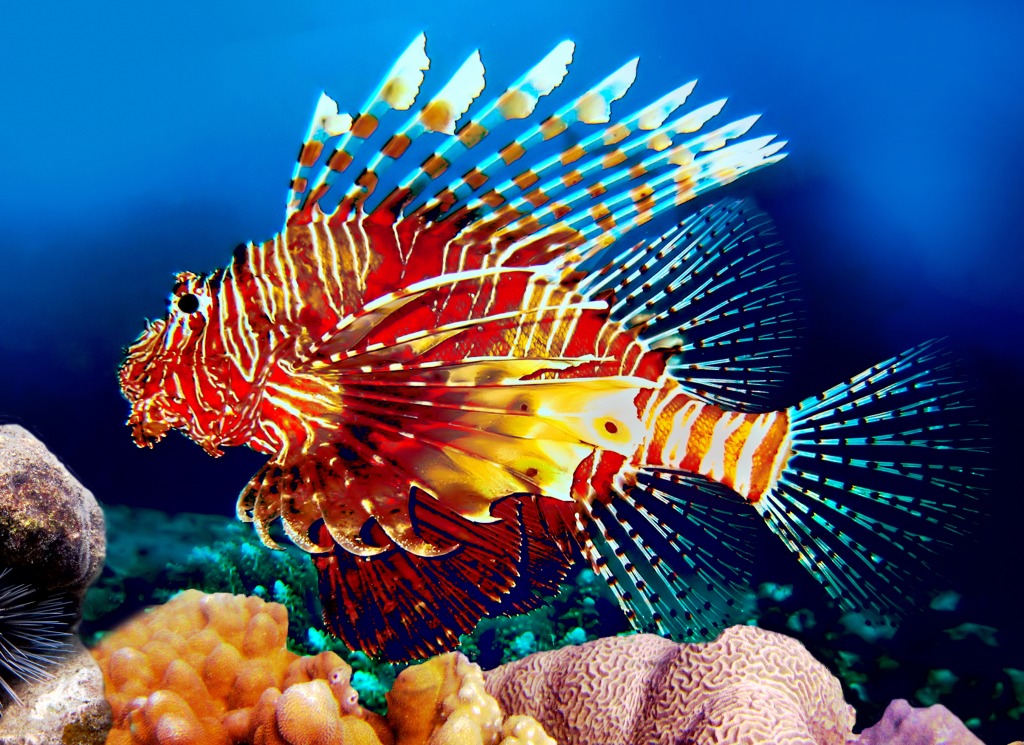 Red Lionfish jigsaw puzzle in Under the Sea puzzles on TheJigsawPuzzles.com