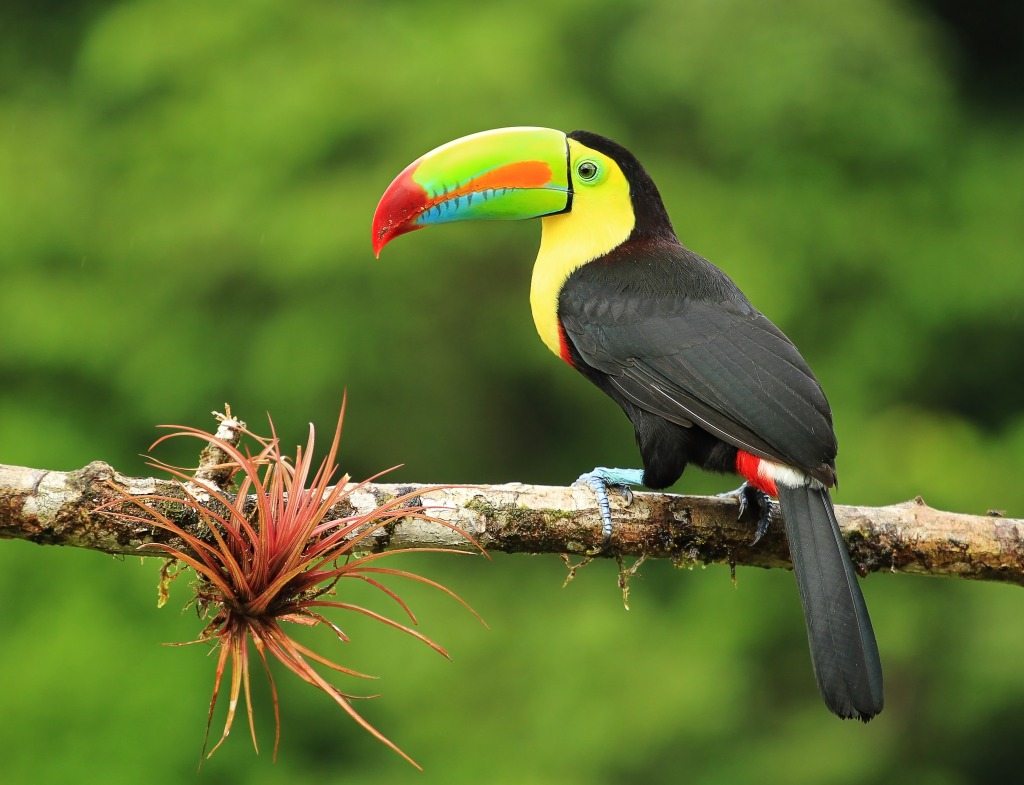 Keel-Billed Toucan Bird jigsaw puzzle in Macro puzzles on TheJigsawPuzzles.com