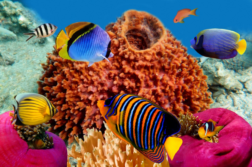 Regal Angelfish in the Red Sea, Egypt jigsaw puzzle in Under the Sea puzzles on TheJigsawPuzzles.com