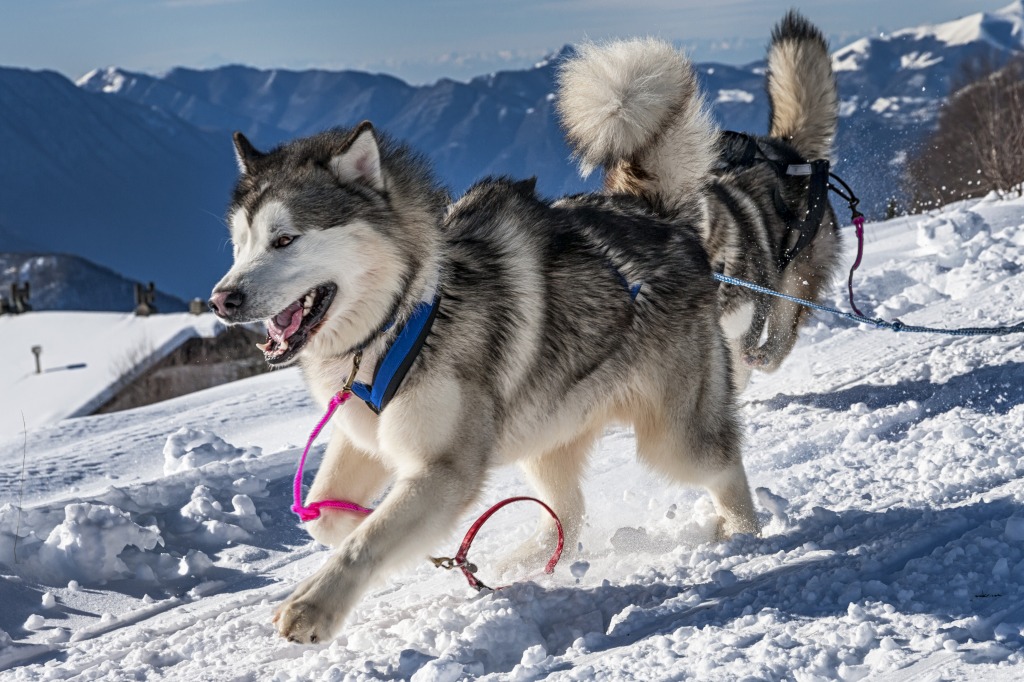 Alaskan Malamute jigsaw puzzle in Animals puzzles on TheJigsawPuzzles.com