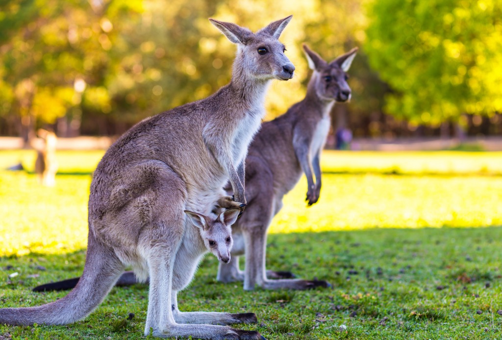 Kangaroo Mother and Baby jigsaw puzzle in Animals puzzles on TheJigsawPuzzles.com