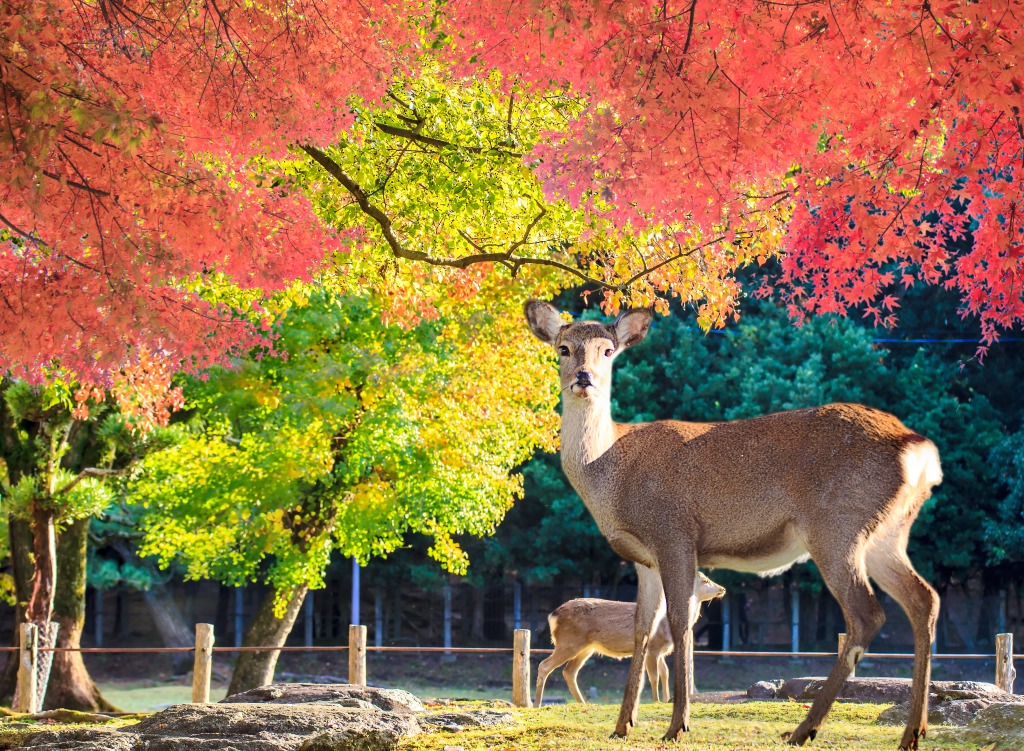 Nara Deer in Japan Park jigsaw puzzle in Animals puzzles on TheJigsawPuzzles.com