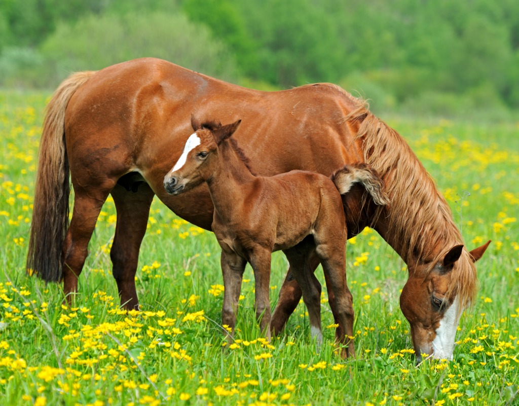 A Horse with a Foal jigsaw puzzle in Animals puzzles on TheJigsawPuzzles.com