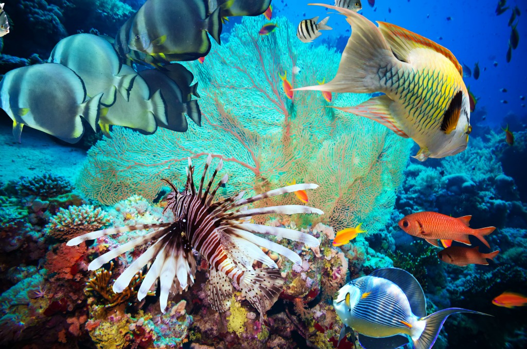 Rocky Reef jigsaw puzzle in Under the Sea puzzles on TheJigsawPuzzles.com