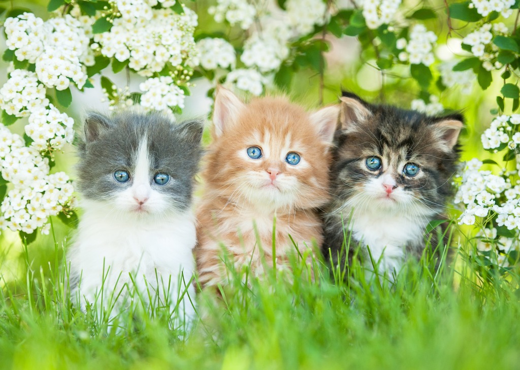 Three Little Kittens jigsaw puzzle in Animals puzzles on TheJigsawPuzzles.com