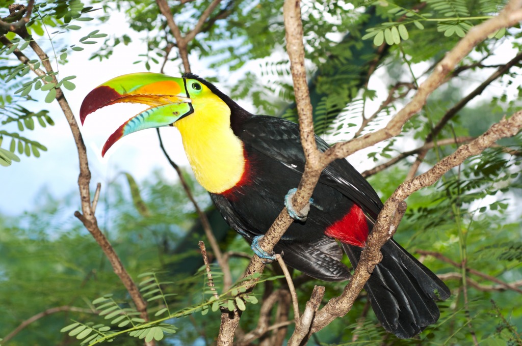 Toucan in a Tropical Rainforest jigsaw puzzle in Animals puzzles on TheJigsawPuzzles.com