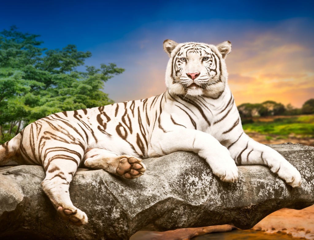 White Bengal Tiger jigsaw puzzle in Puzzle of the Day puzzles on TheJigsawPuzzles.com