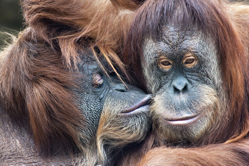 Tenderness Among Orangutan jigsaw puzzle in Animals puzzles on TheJigsawPuzzles.com