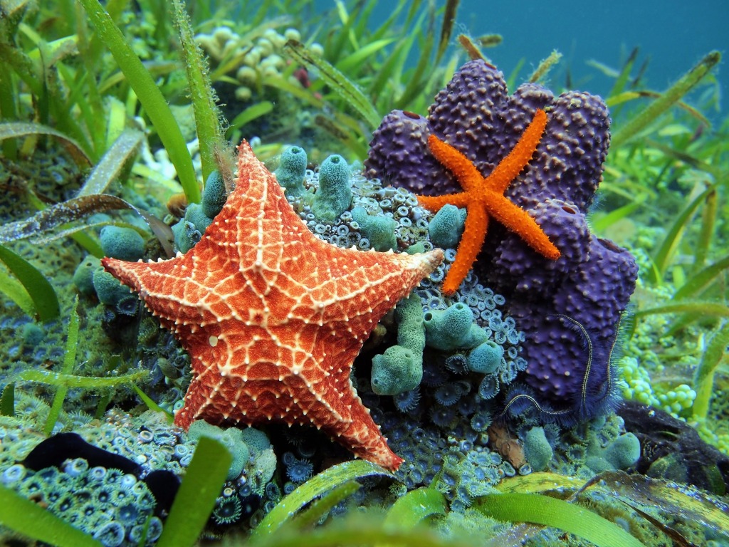 Common Comet Star & Cushion Sea Star jigsaw puzzle in Under the Sea puzzles on TheJigsawPuzzles.com