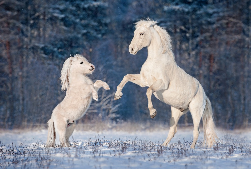 Andalusian Stallion with Shetland Pony jigsaw puzzle in Animals puzzles on TheJigsawPuzzles.com