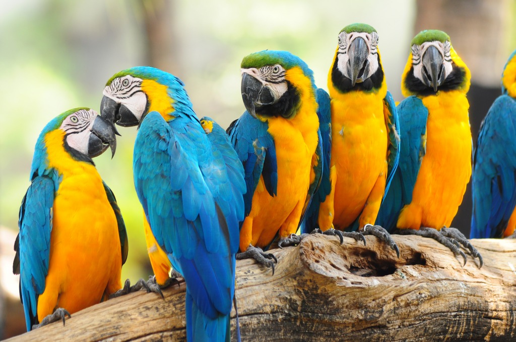 Colorful Macaws jigsaw puzzle in Animals puzzles on TheJigsawPuzzles.com