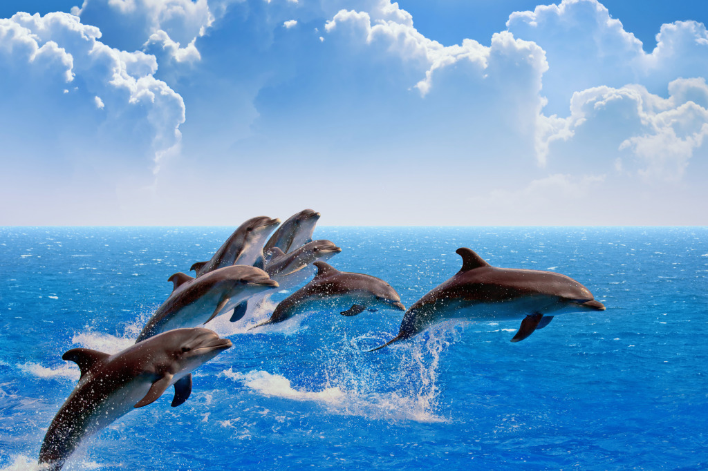 Jumping Dolphins jigsaw puzzle in Animals puzzles on TheJigsawPuzzles.com