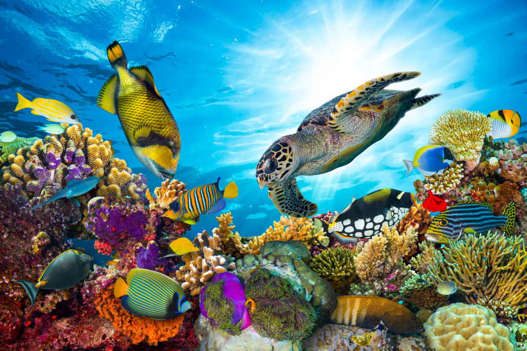 Coral Reef jigsaw puzzle in Puzzle of the Day puzzles on TheJigsawPuzzles.com