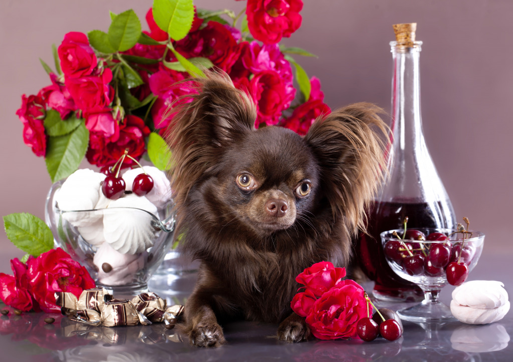 Chocolate Chihuahua jigsaw puzzle in Puzzle of the Day puzzles on TheJigsawPuzzles.com