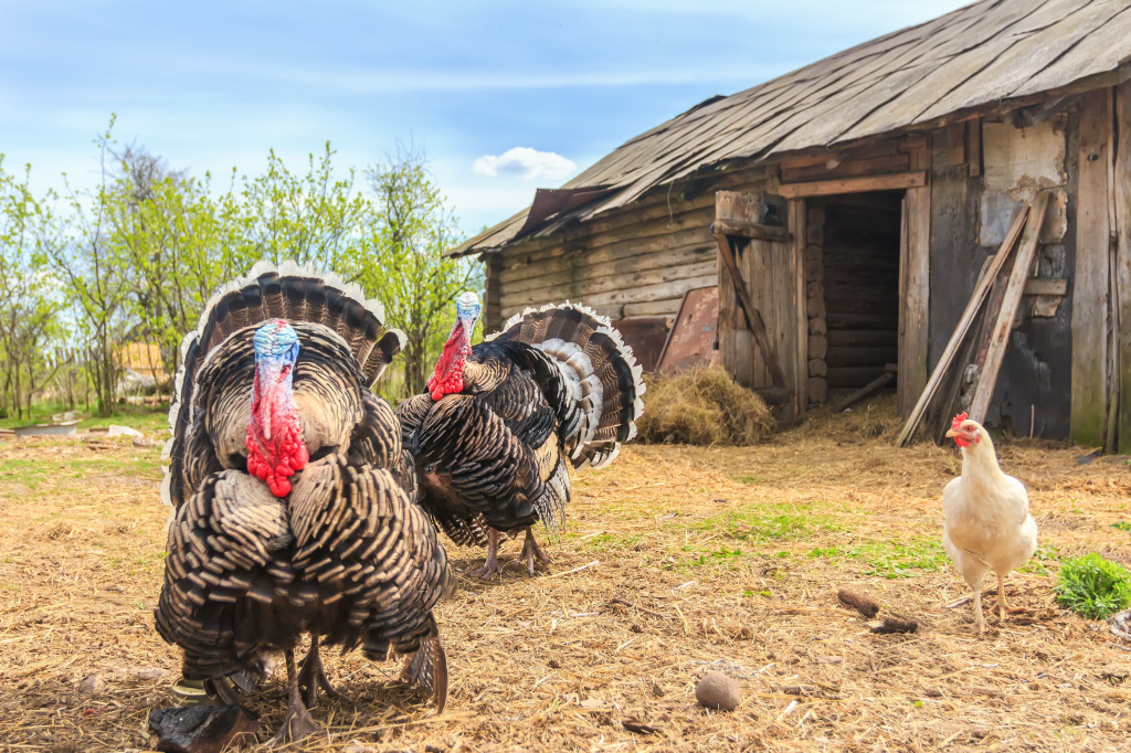 Turkeys and Hen jigsaw puzzle in Puzzle of the Day puzzles on TheJigsawPuzzles.com