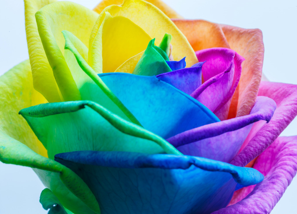 Rainbow Rose jigsaw puzzle in Macro puzzles on TheJigsawPuzzles.com