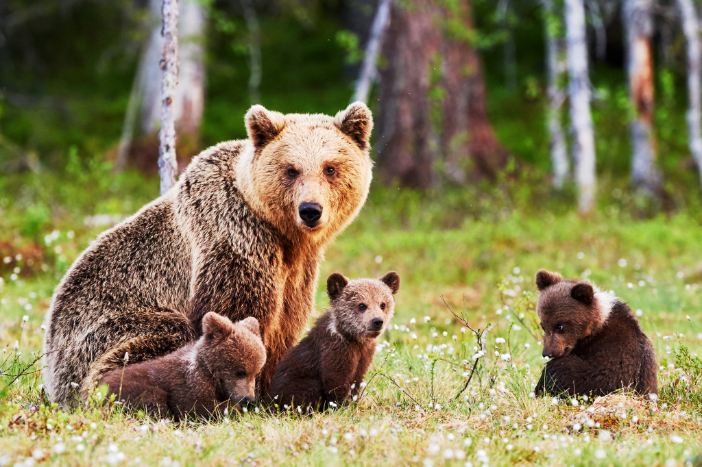 Brown Mother Bear with Cubs jigsaw puzzle in Animals puzzles on TheJigsawPuzzles.com