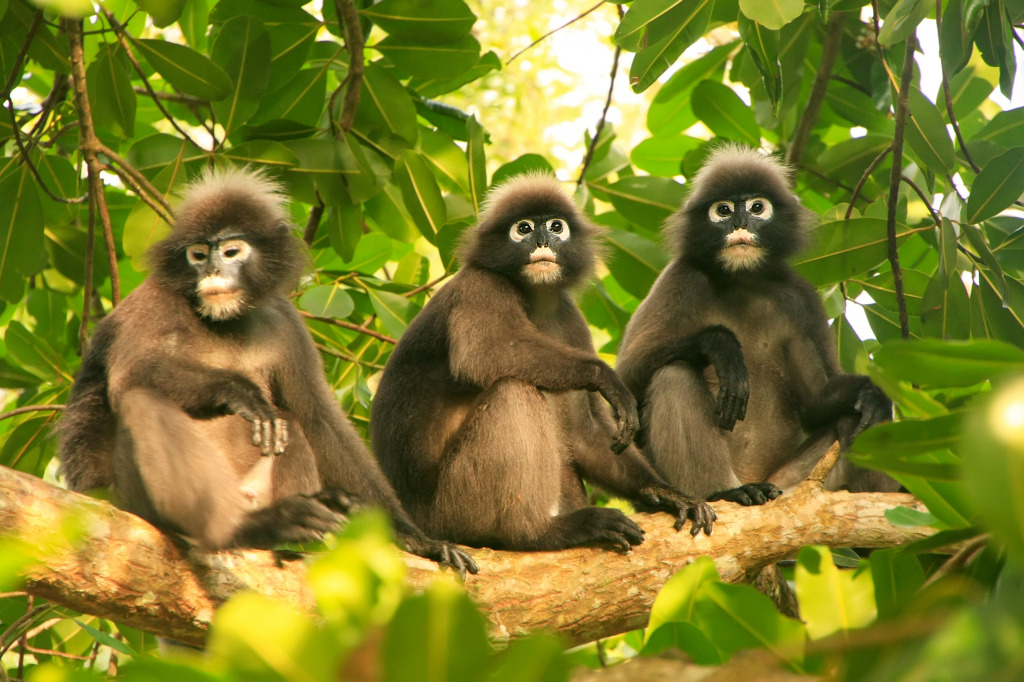 Spectacled Langurs, Wua Talap Island, Thailand jigsaw puzzle in Animals puzzles on TheJigsawPuzzles.com