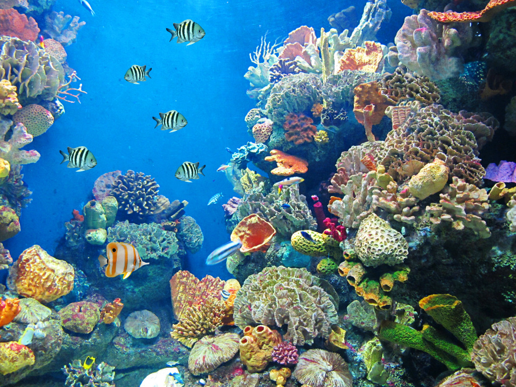 Aquarium jigsaw puzzle in Under the Sea puzzles on TheJigsawPuzzles.com