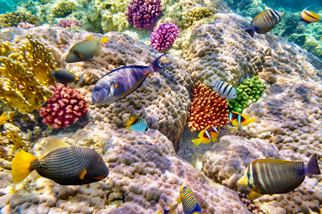 Corals and Tropical Fish jigsaw puzzle in Under the Sea puzzles on TheJigsawPuzzles.com