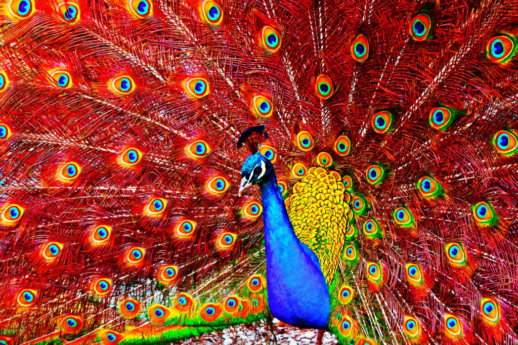 Beautiful Peacock jigsaw puzzle in Animals puzzles on TheJigsawPuzzles.com