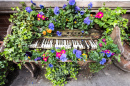 Old Wooden Organ