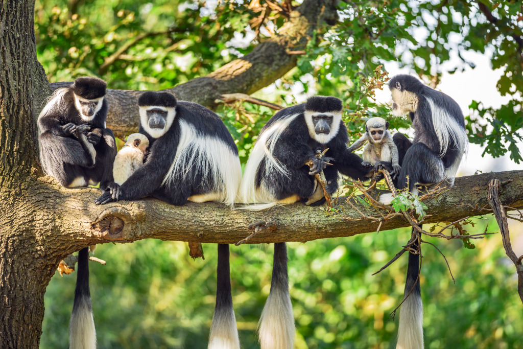 Mantled Guereza Monkeys jigsaw puzzle in Animals puzzles on TheJigsawPuzzles.com