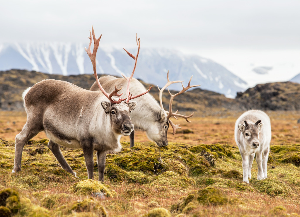 Wild Reindeer Family, Spitsbergen Island jigsaw puzzle in Animals puzzles on TheJigsawPuzzles.com