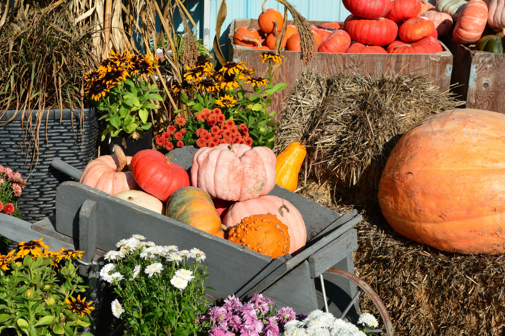 Pumpkins on Display jigsaw puzzle in Fruits & Veggies puzzles on TheJigsawPuzzles.com